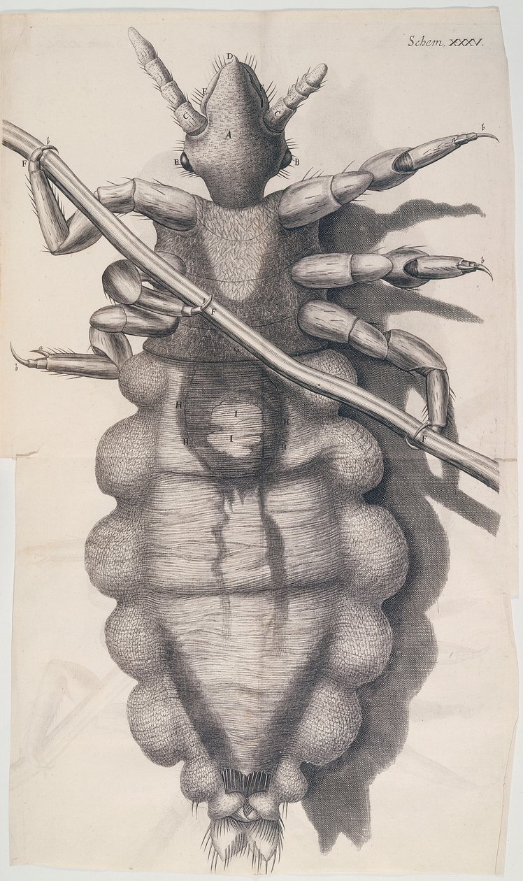 Piolho agarrado a um cabelo humano em Hookes Micrographia, 1665 de Unbekannt