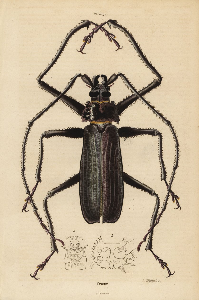 Escaravelho Macrotoma hayesii de Unbekannt