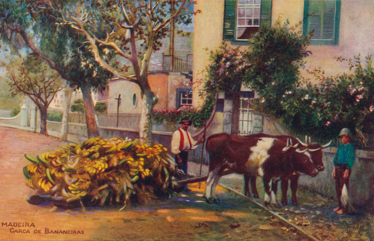 Madeira - Carca De Bananeiras, c1940 de Unbekannt