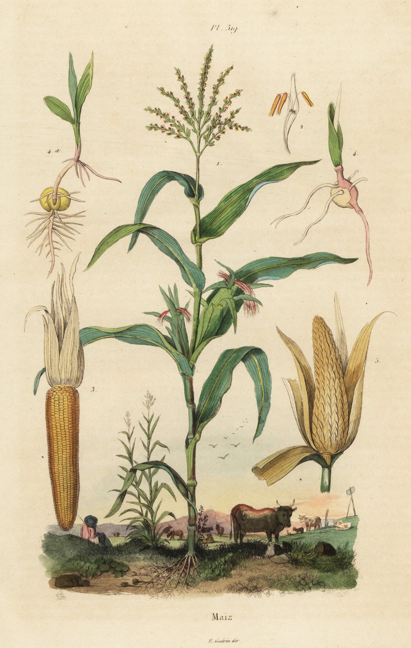 Milho ou milho doce, Zea mays de Unbekannt