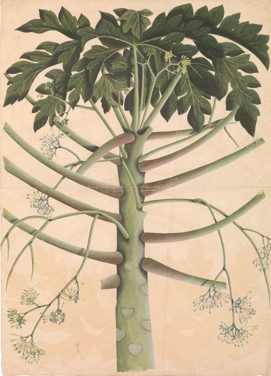 Mamão macho, ca. 1790-1800. de Unbekannt
