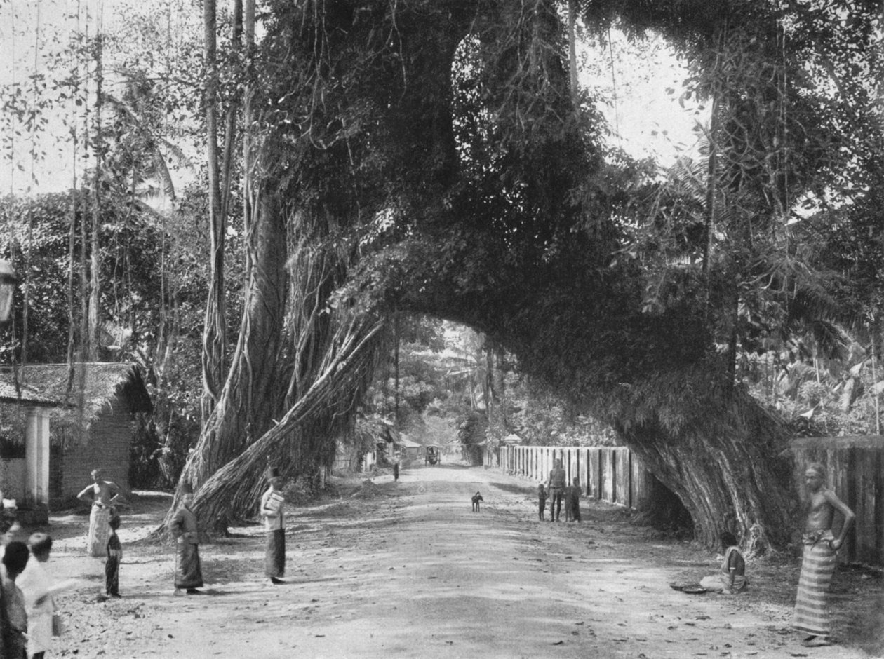 Pitoresca figueira velha Ficus indica na rua Clombo-Galle, perto de Kalutara, 1926 de Unbekannt