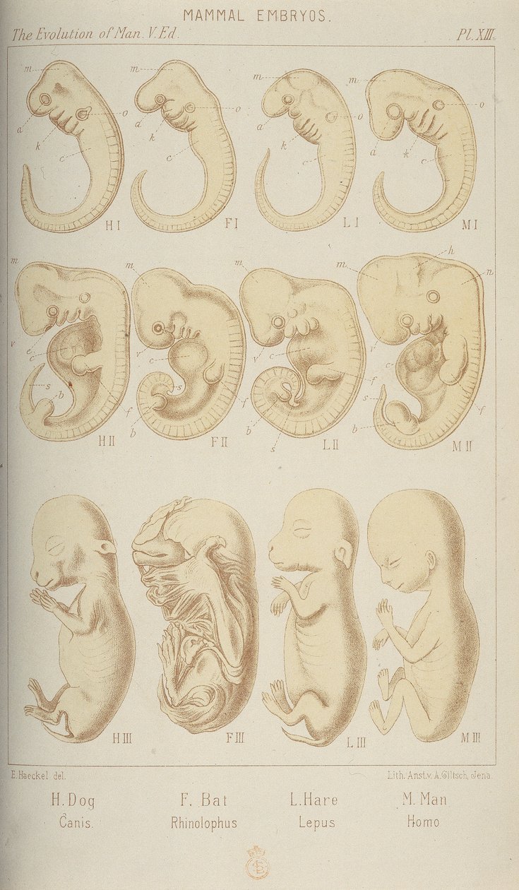 Embriões de mamíferos, 1905 de Unbekannt