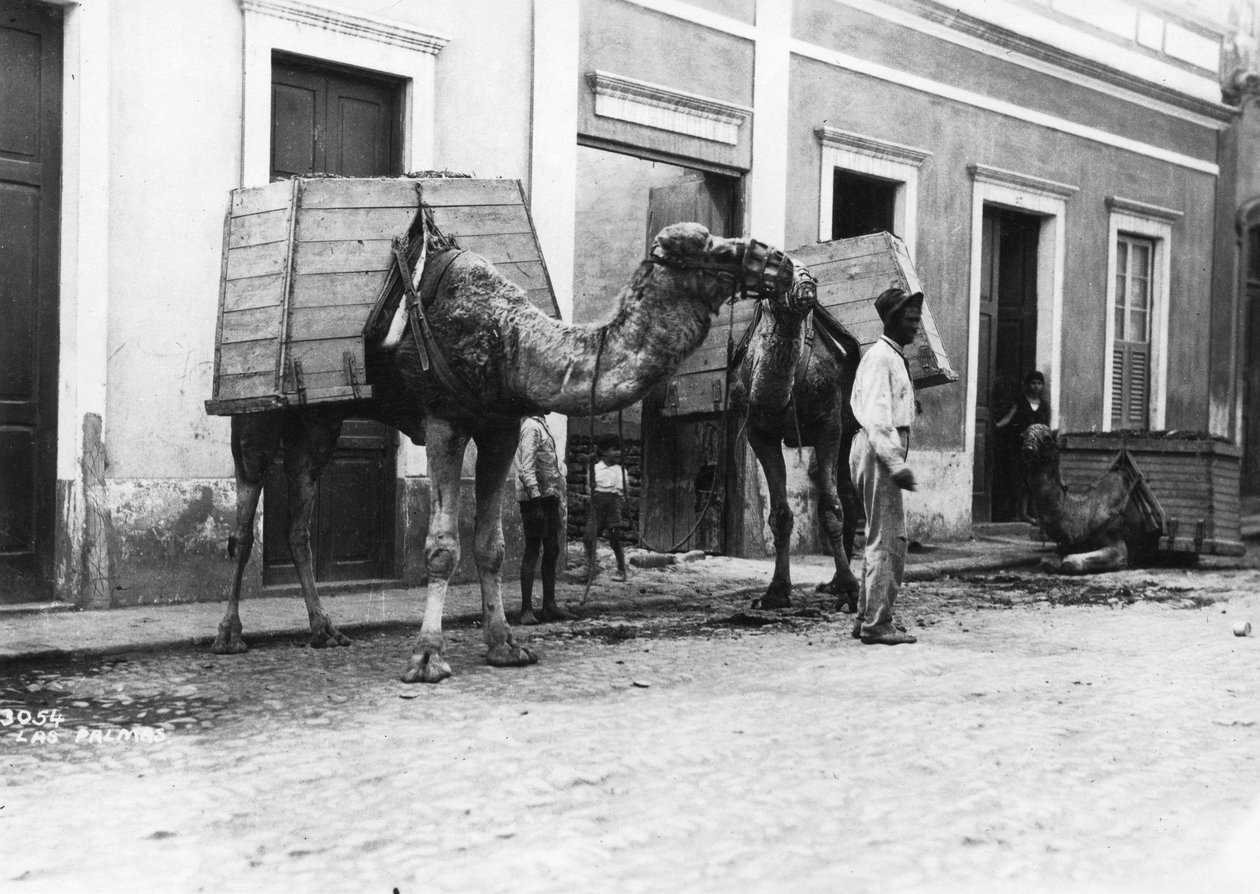 Homem com camelos, Las Palmas, Gran Canaria, Ilhas Canarias, Espanha, c1920s-c1930s de Unbekannt