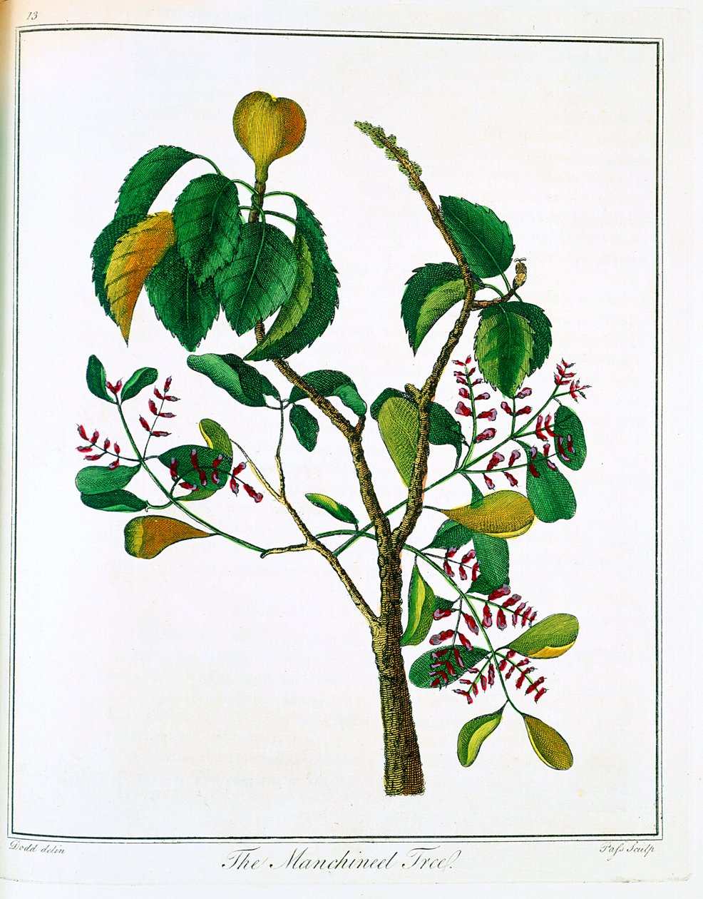 Árvore Manicheel Hippomane mancinella ou goiaba venenosa, c1795 de Unbekannt
