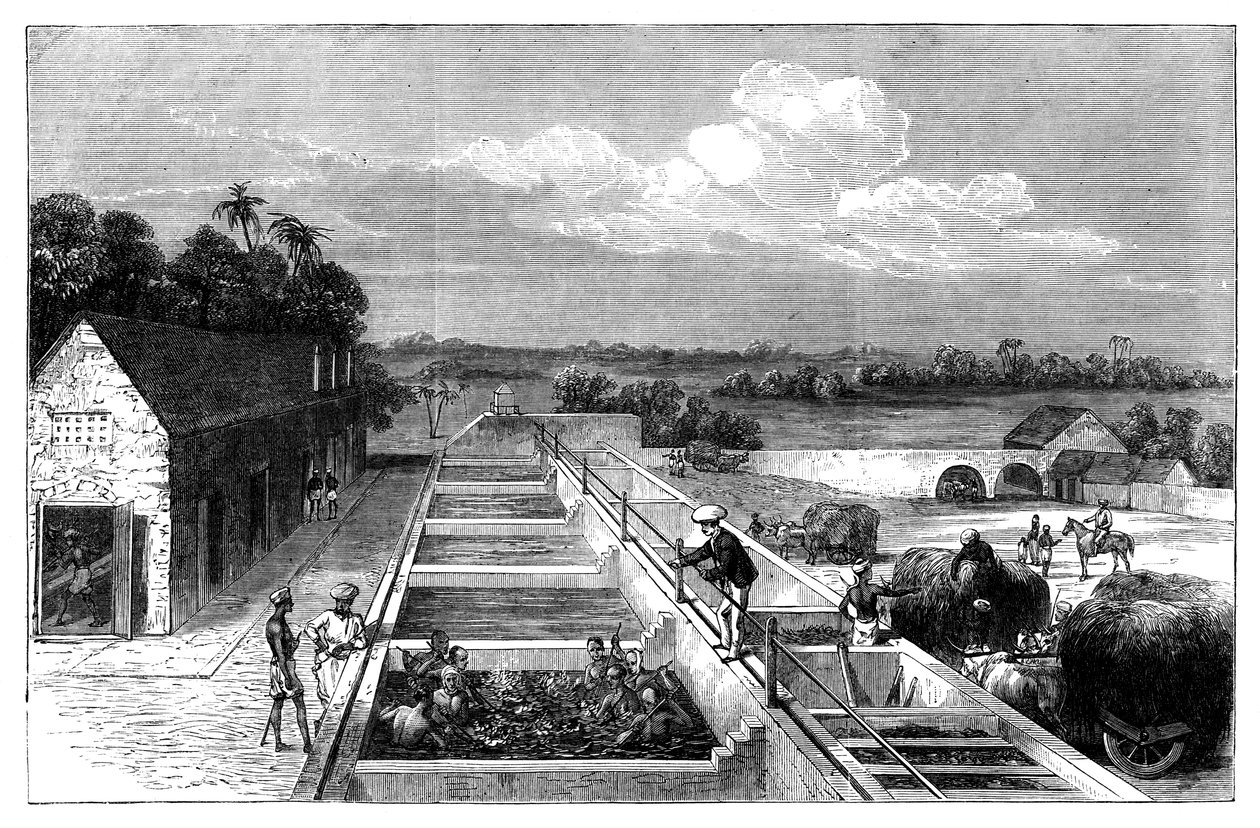 Indigo de fabricação em Tirhoot Muzaffarpur, Lower Bengal, 1869 de Unbekannt