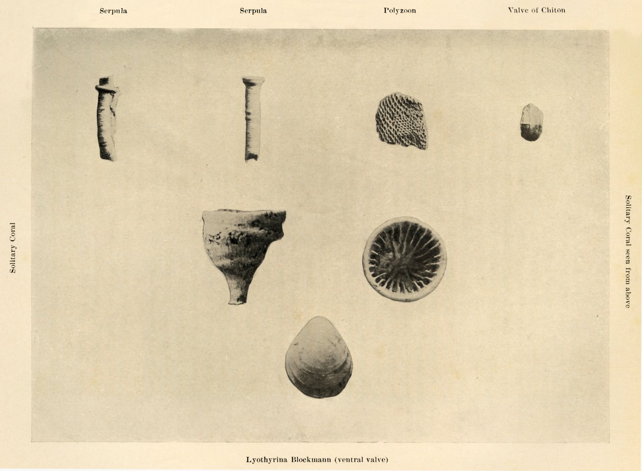 Marine Organisms, Ampliação 1 12, c1908, 1909. de Unbekannt