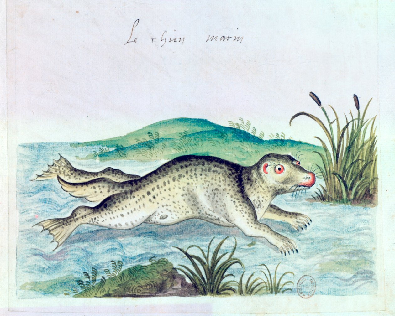 Cão marinho, século XVI de Unbekannt