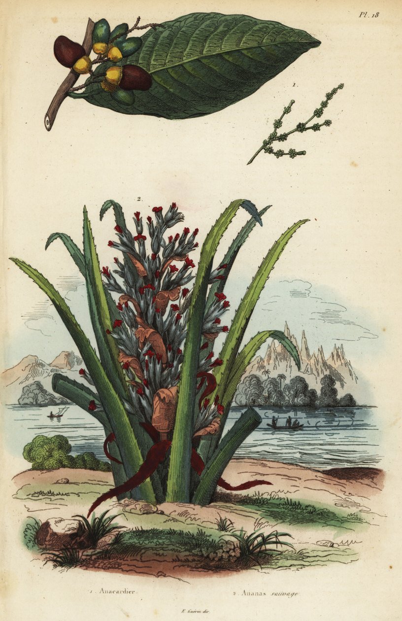 Porca marcadora, Semecarpus anacardium 1 e pinguim ou fruta pinuela, Bromelia pinguin 2 de Unbekannt