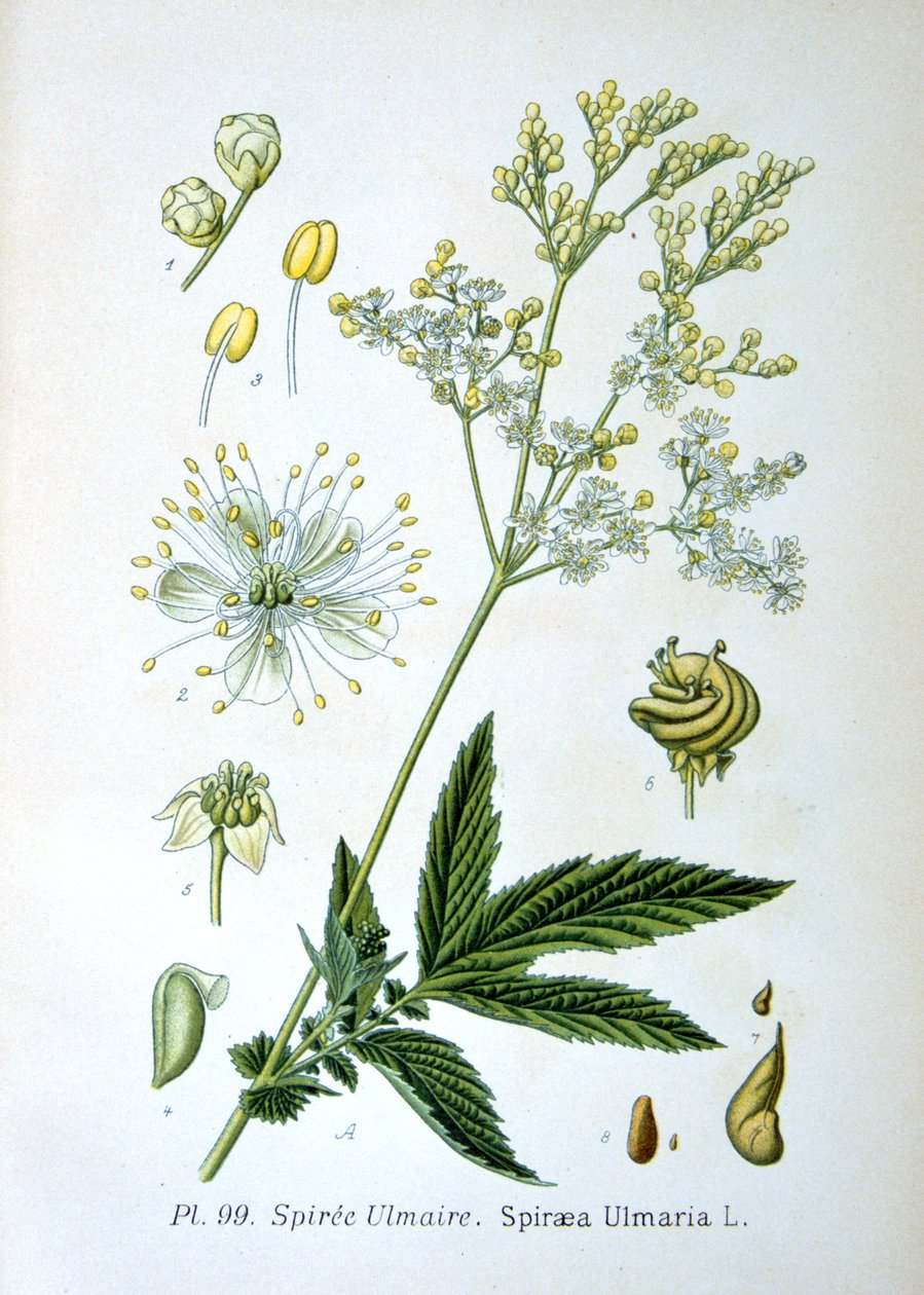 Meadowsweet, 1893 de Unbekannt