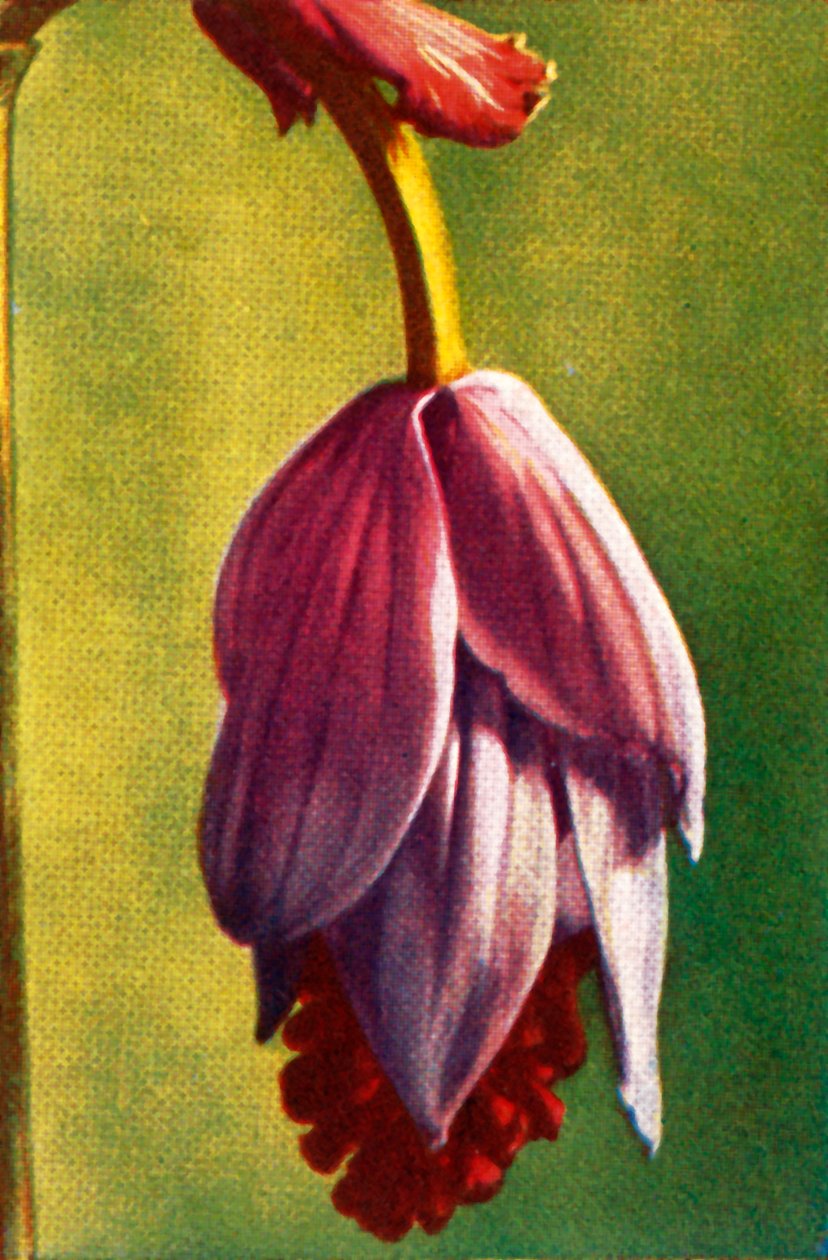 Medinilla, c1928. de Unbekannt