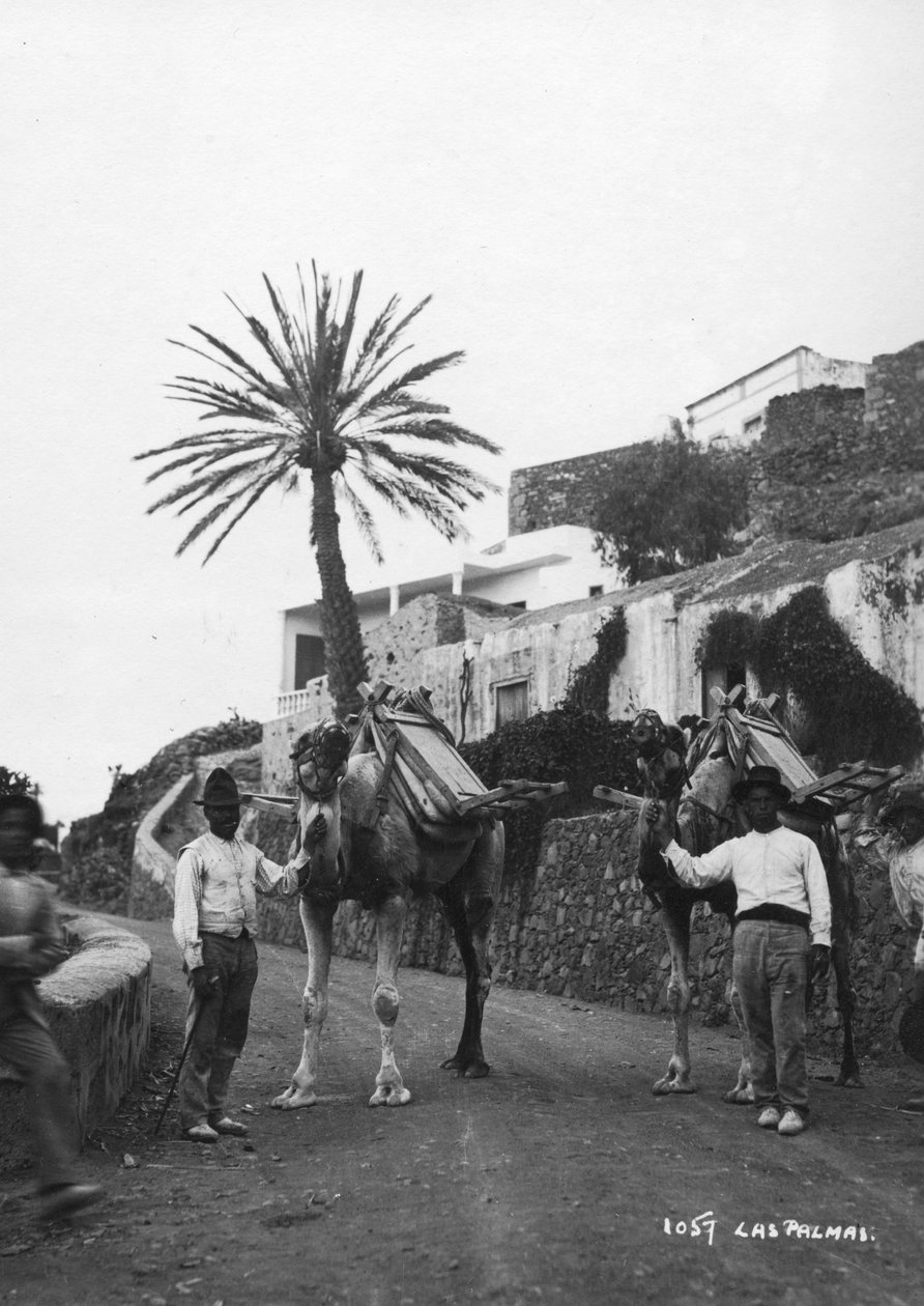 Homens com camelos, Las Palmas, Gran Canaria, Ilhas Canarias, Espanha, c1920s-c1930s de Unbekannt
