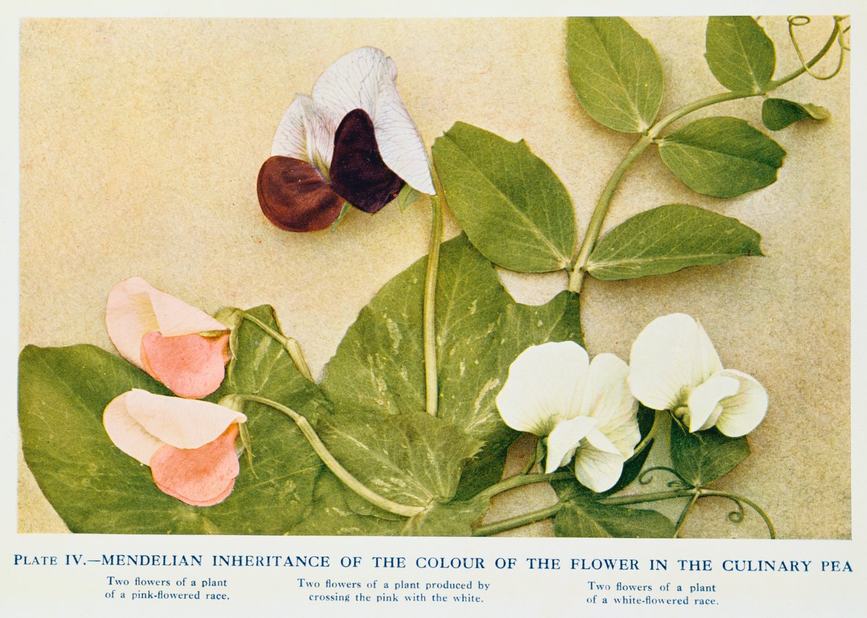 Herança Mendeliana da cor da flor na ervilha culinária, 1912 de Unbekannt