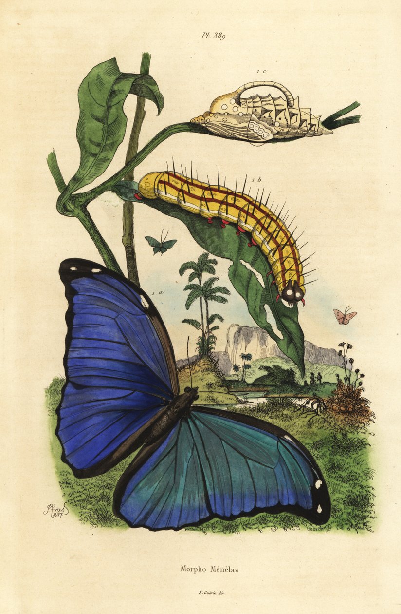 Borboleta Morpho Azul Menelaus, Morpho Menelaus, lagarta e cachorrinho de Unbekannt