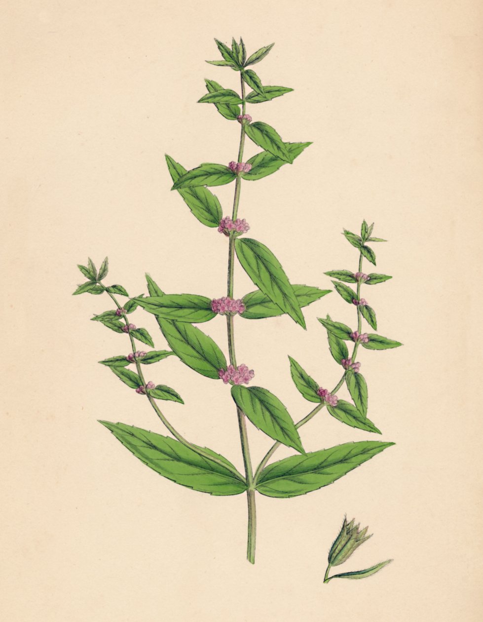 Mentha gracilis, var. genuina. Menta Delgada, Século XIX de Unbekannt