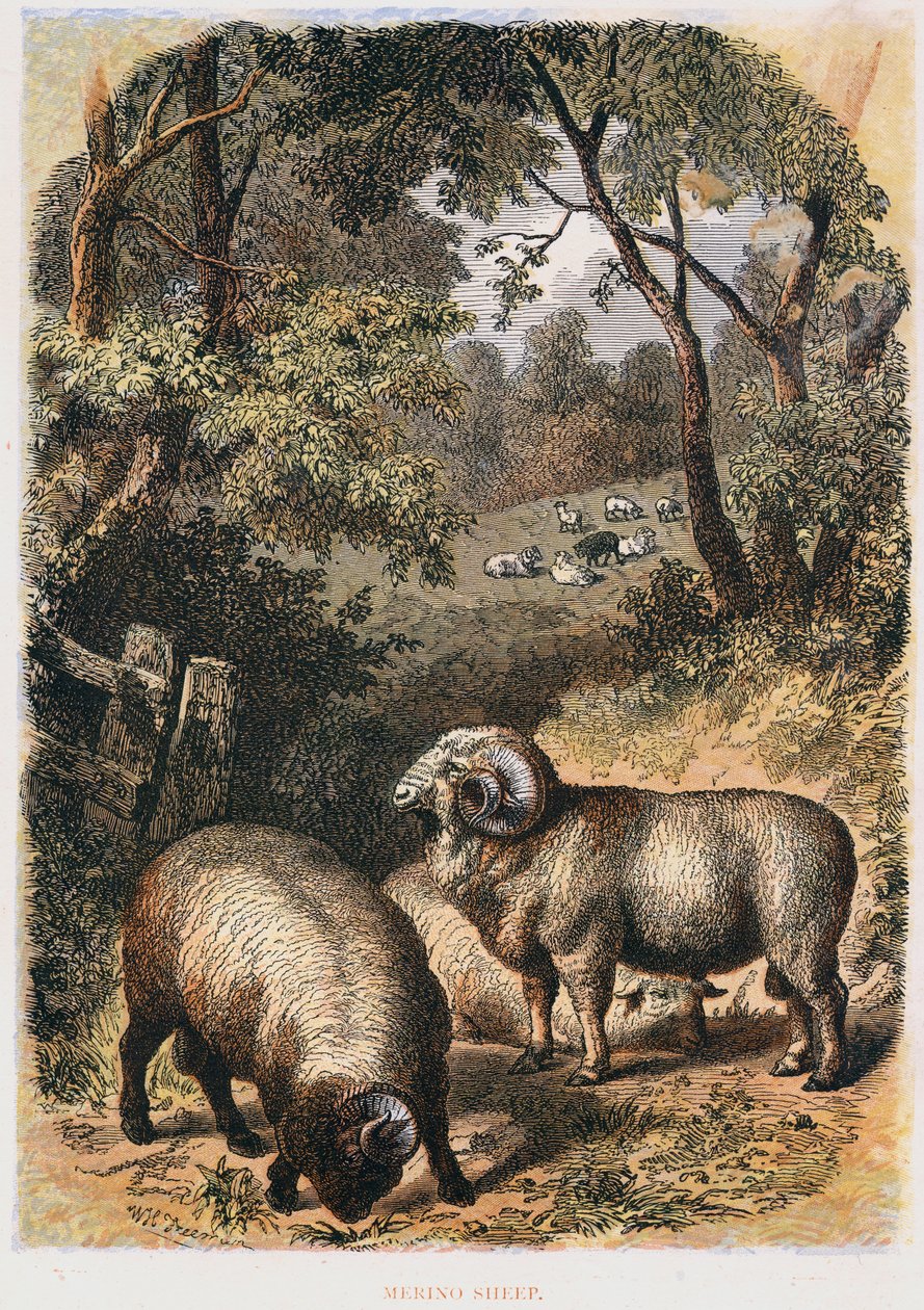 Ovelha Merino, c1860 de Unbekannt