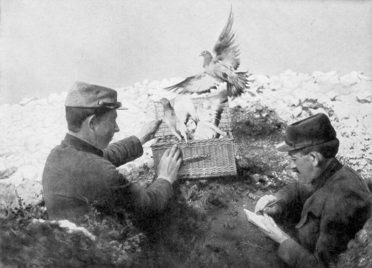 Pombos-correio sendo liberados na linha de frente, Primeira Guerra Mundial, 1915 de Unbekannt