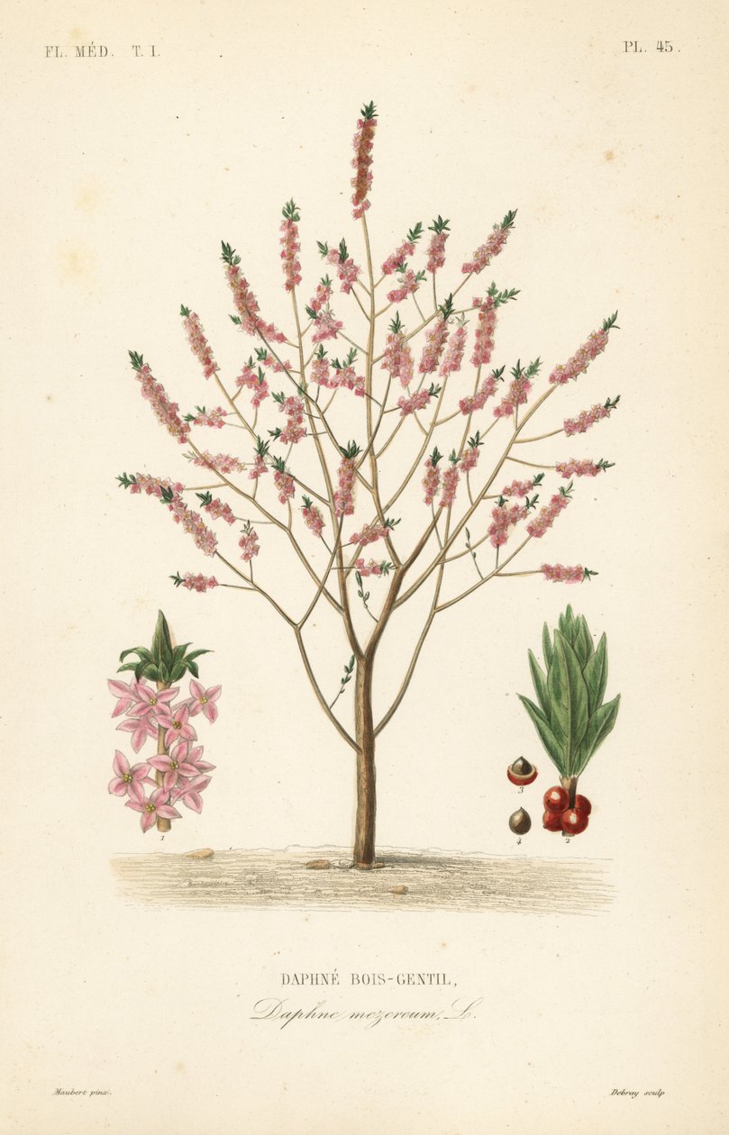Mezereon ou spurge laurel, Daphne mezereum, Daphne bois-gentil de Unbekannt