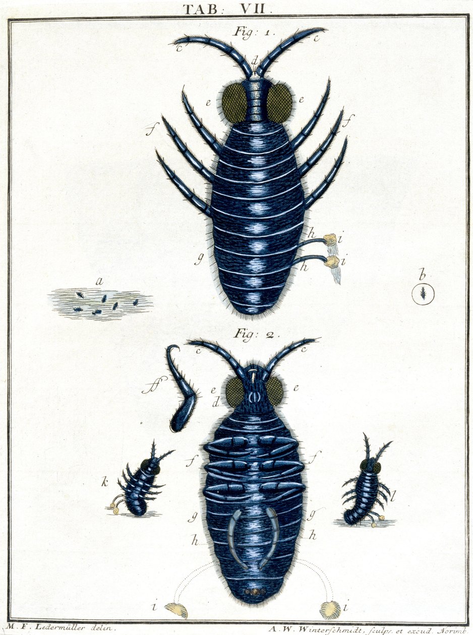 Microscopia de Unbekannt