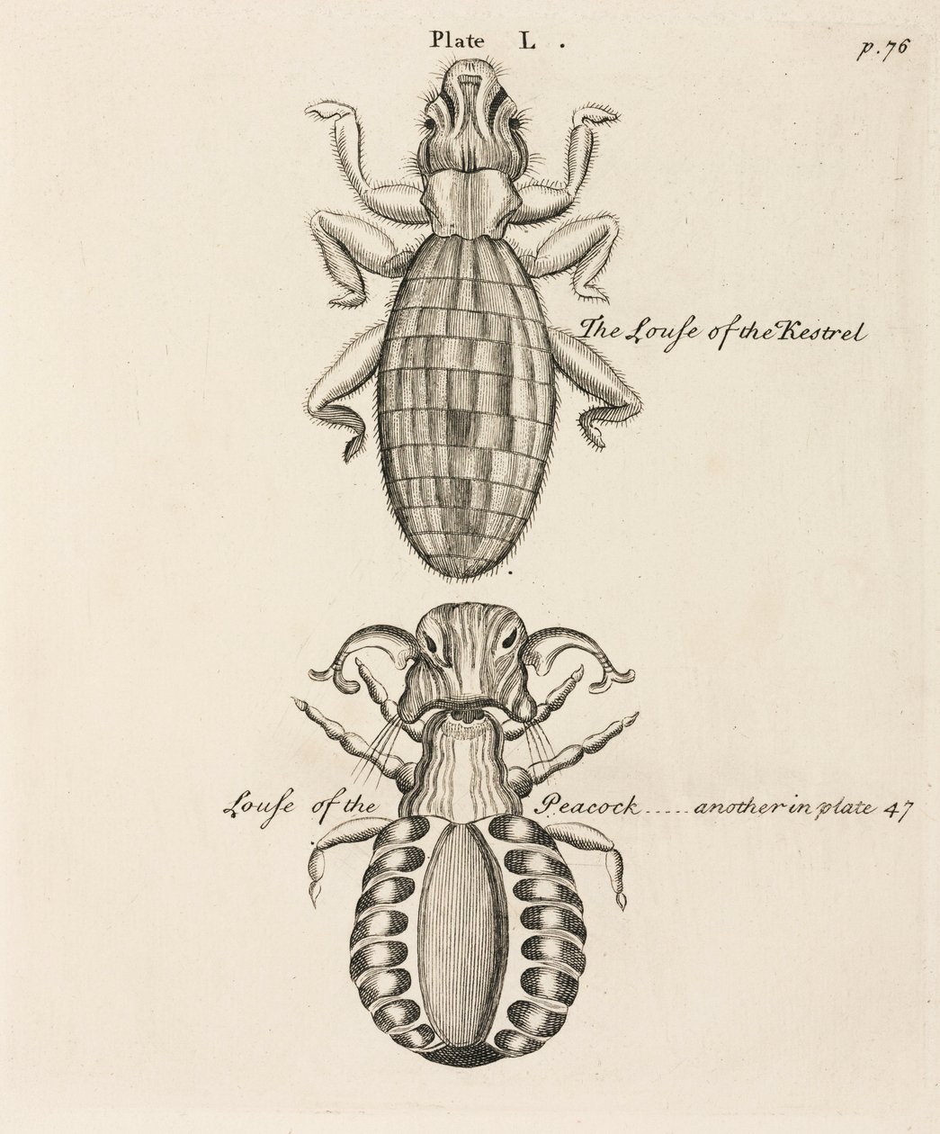 Microscopia de Unbekannt