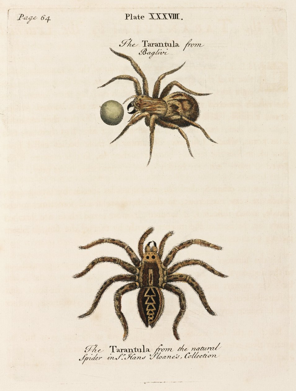 Microscopia de Unbekannt