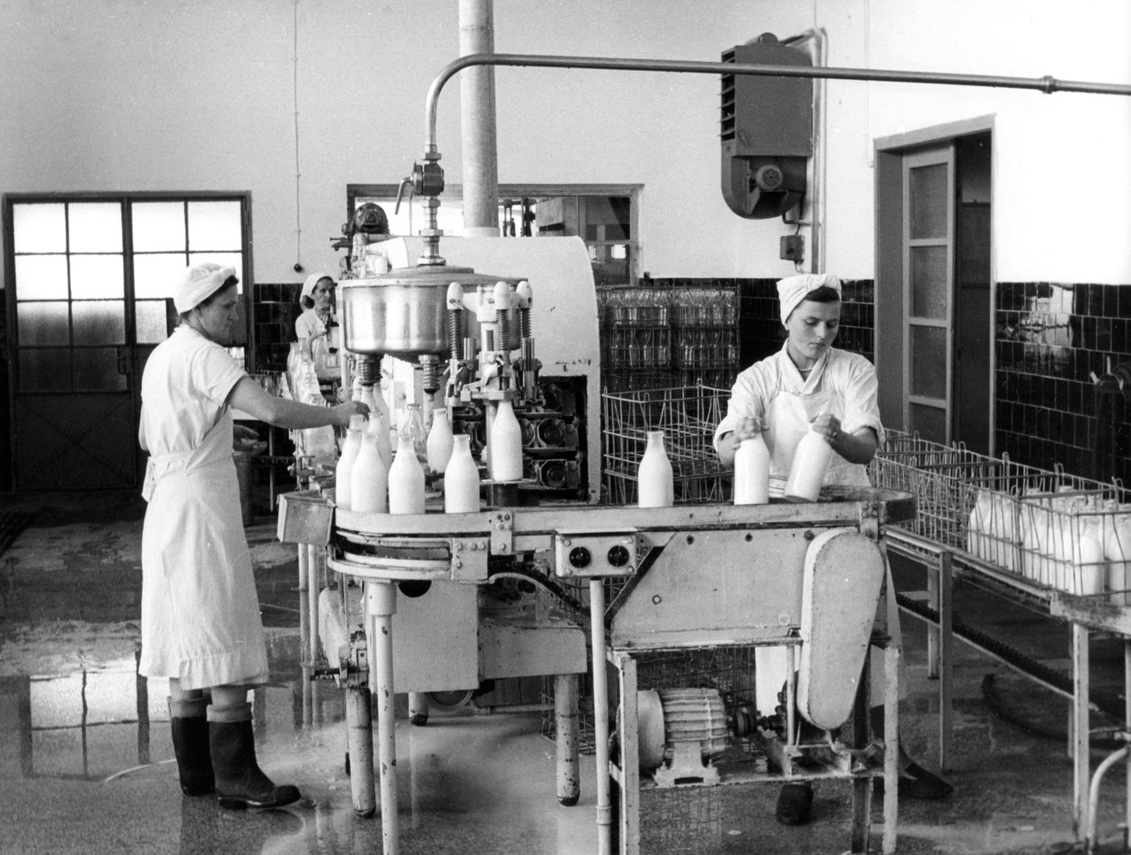 Produção de leite, Zagreb, Iugoslávia, 1952 de Unbekannt