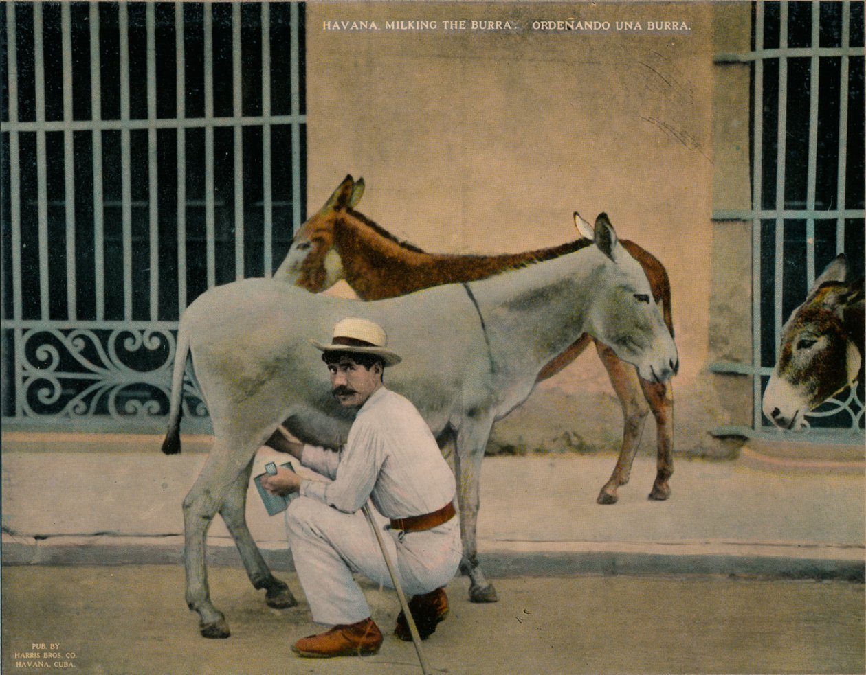 Ordenhando burros, Havana, Cuba, c1920 de Unbekannt