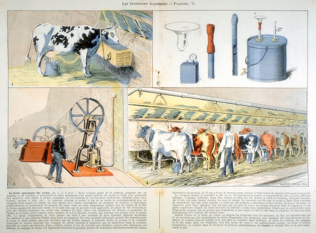 Sala de ordenha equipada com máquina de sucção e pulsação de cardo, 1899 de Unbekannt