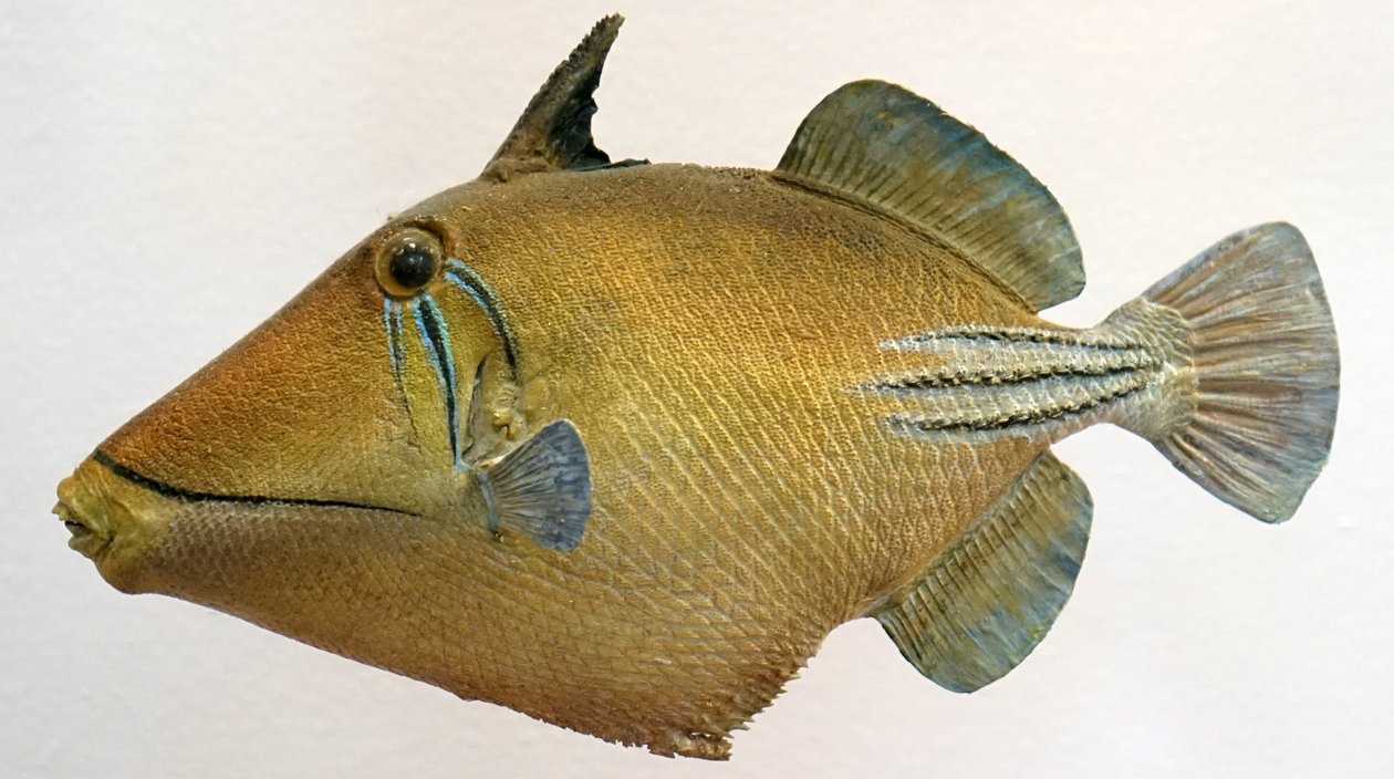 Modelo de um triggerfish lagunar, 2000 de Unbekannt