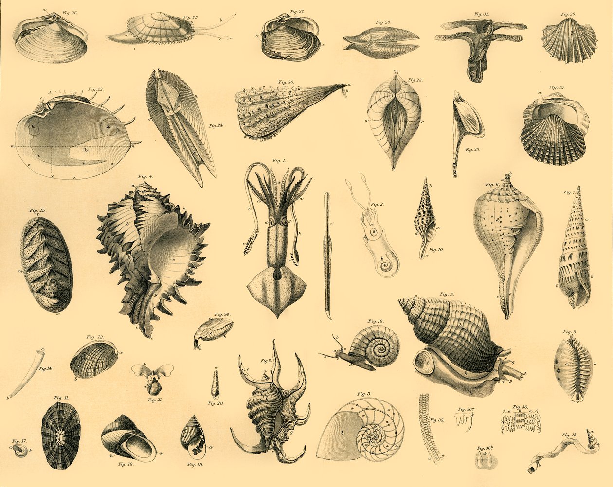 Mollusca, c1910. de Unbekannt