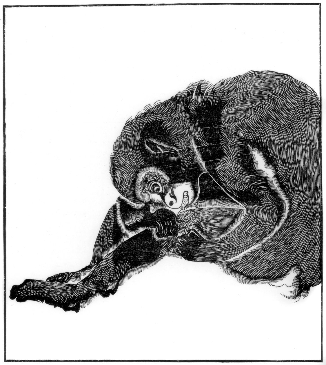 Macaco, 1766 1886 de Unbekannt