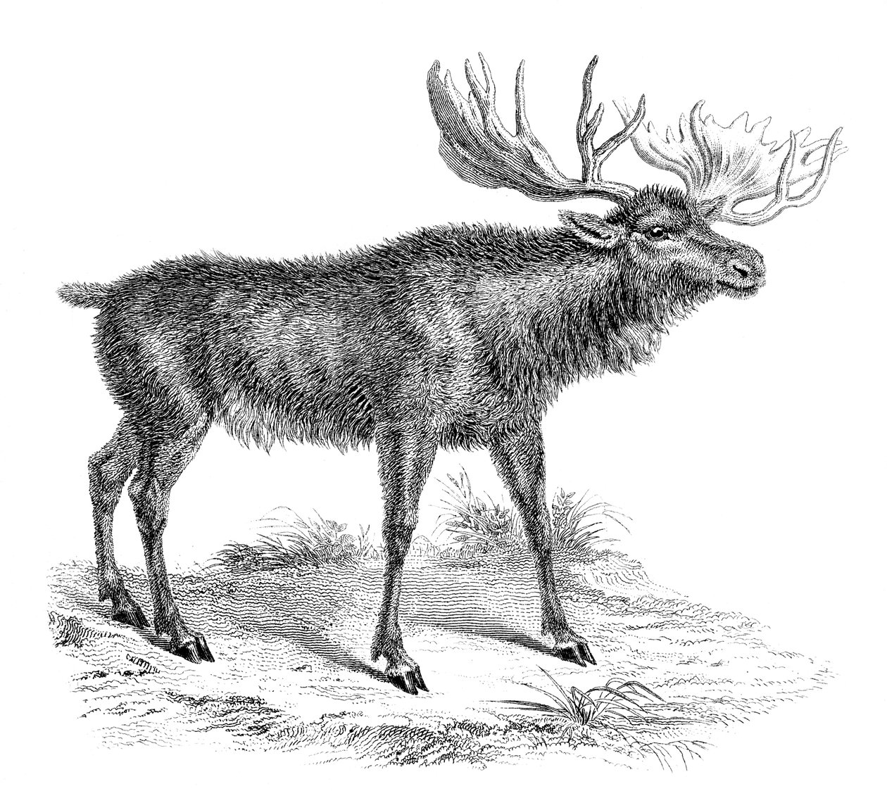 Moose Deer, século XIX de Unbekannt