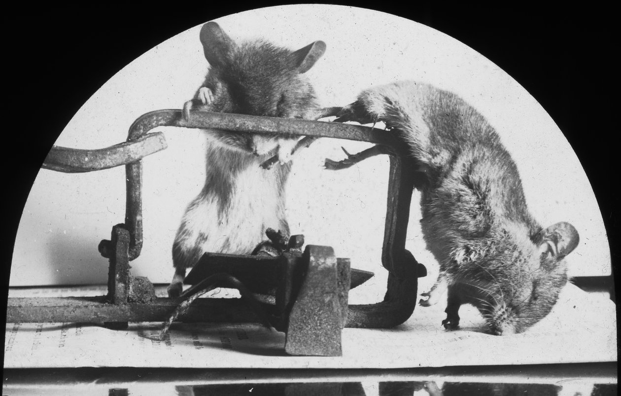 Armadilha de rato ou rato, final do século XIX ou início do século XX de Unbekannt