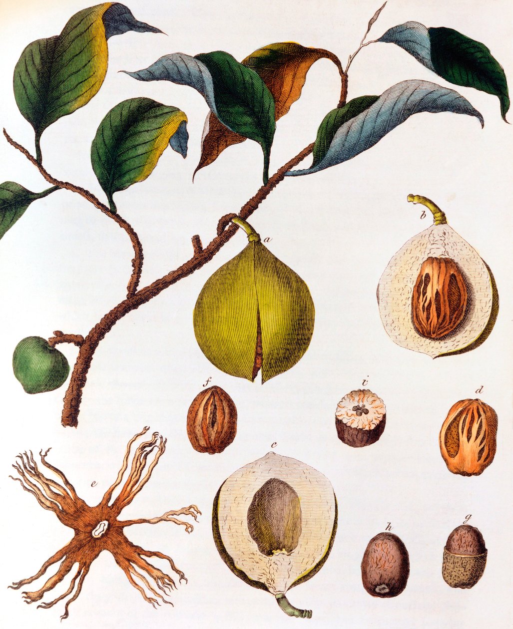 Myrsitica fragrans - noz-moscada, c1798 de Unbekannt