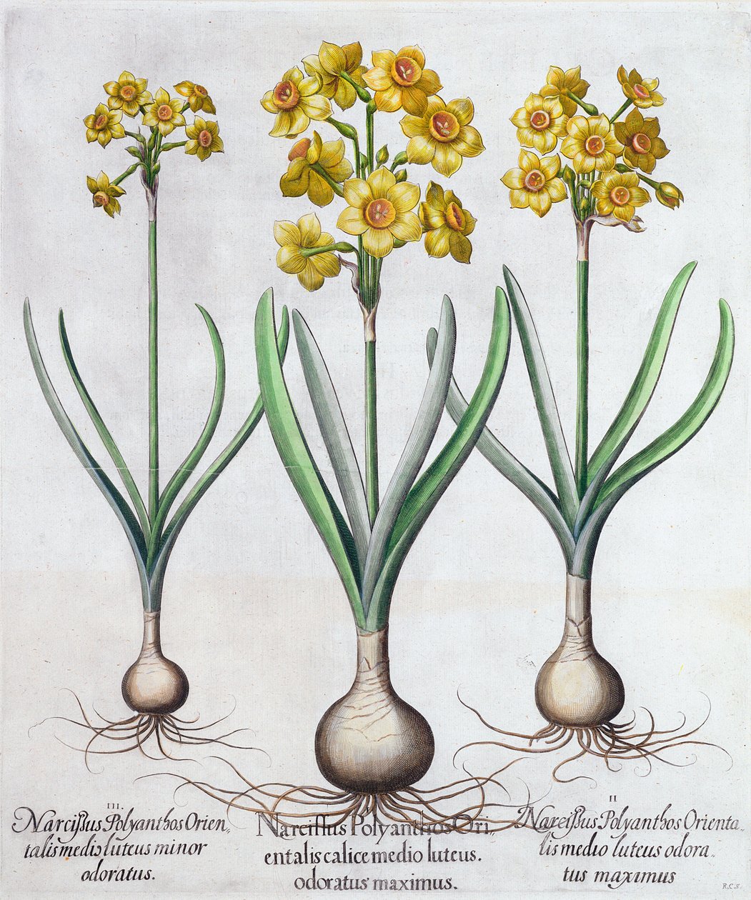 Narciso, 1613 de Unbekannt