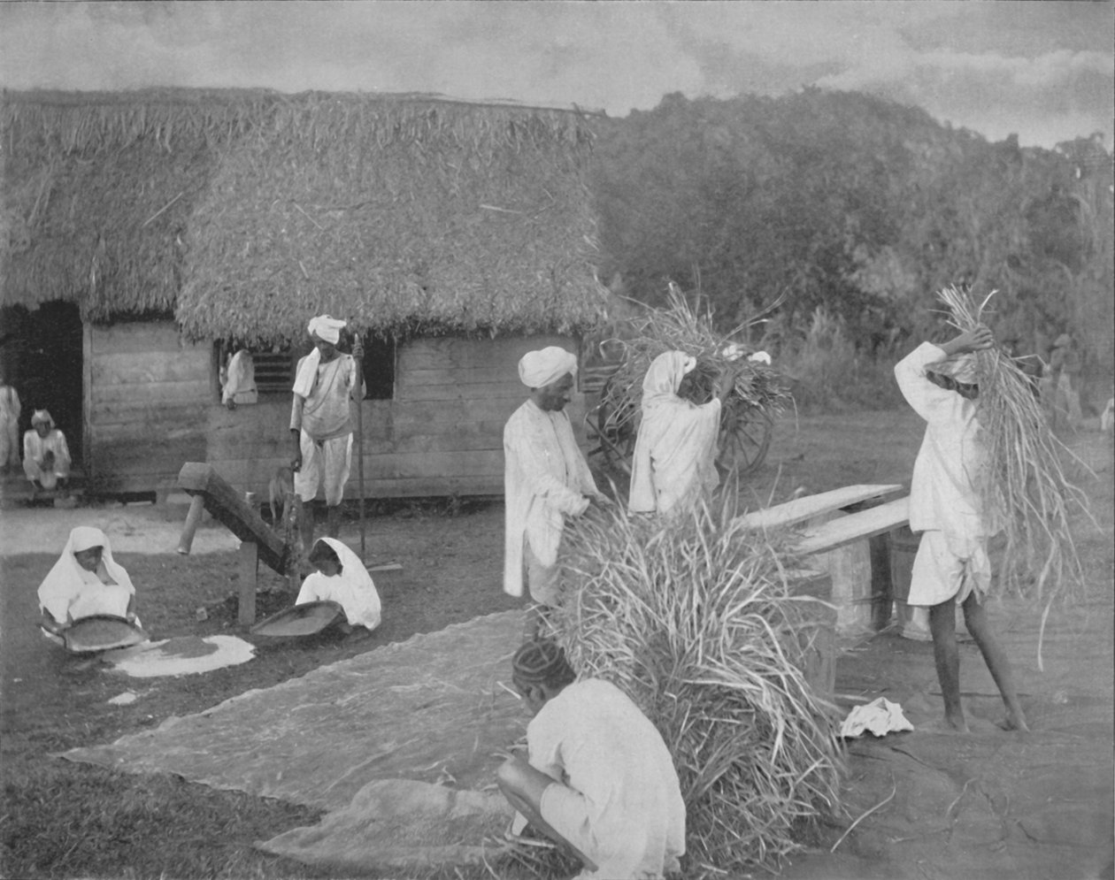 Trabalhadores nativos Preparando Arroz na Jamaica, c1890 de Unbekannt