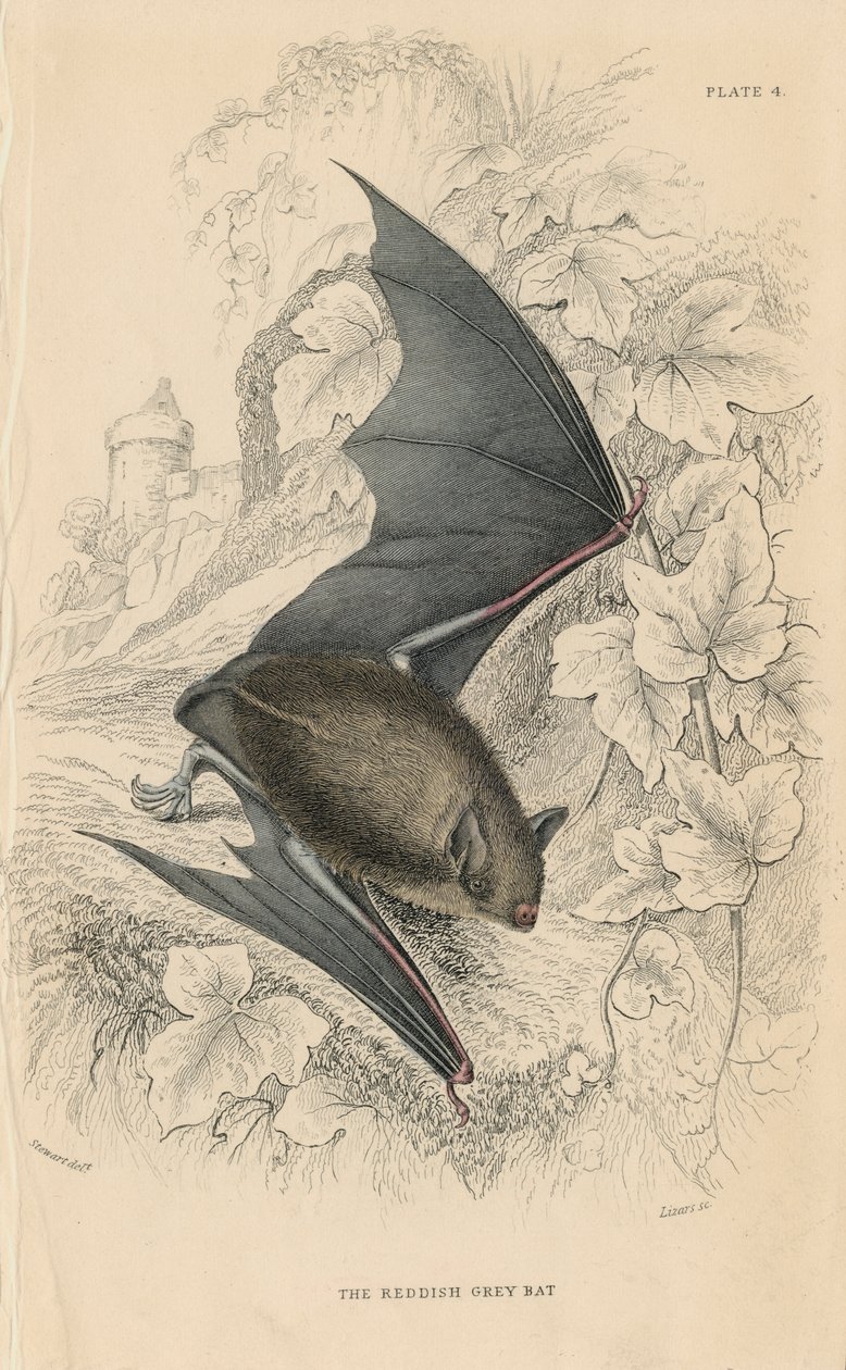 Natterers bat Myotis nattereri, 1828 de Unbekannt