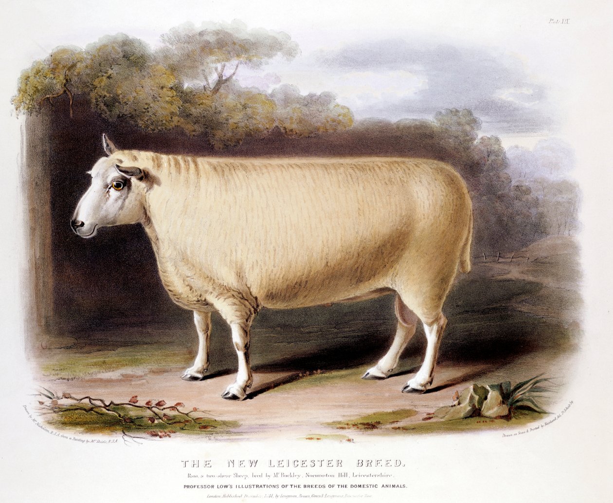 Ram de Leicester Dishley novo, 1842 de Unbekannt
