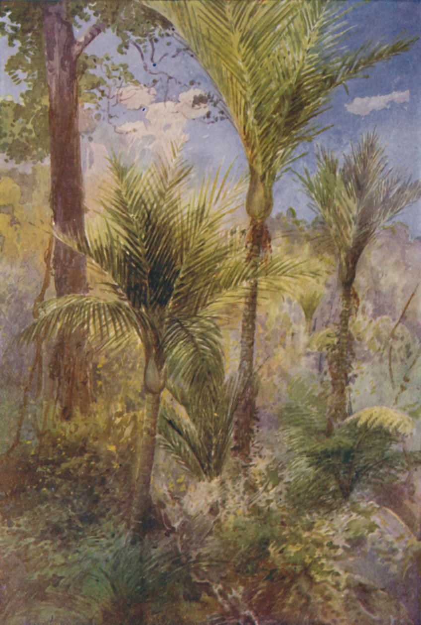 Floresta da Nova Zelândia, 1924 de Unbekannt
