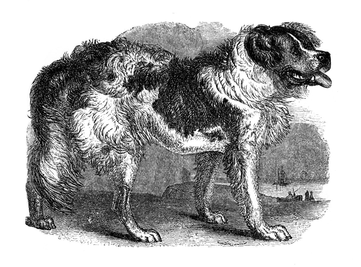 Cão da Terra Nova, 1848 de Unbekannt