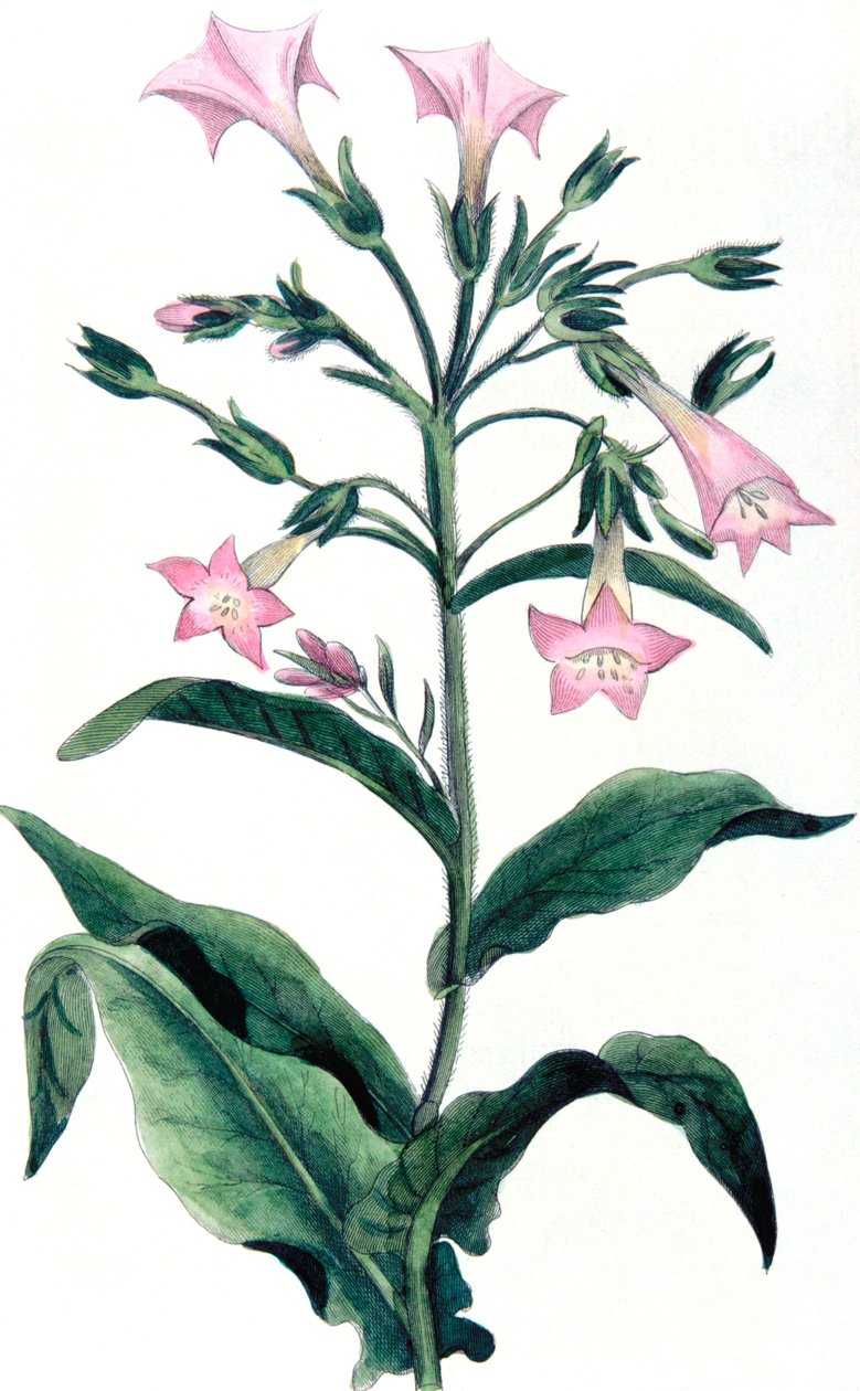 Nicotiana tabacum - tabaco, 1823 de Unbekannt