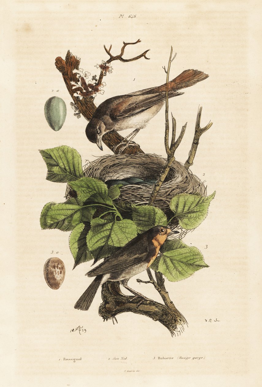 Rouxinol, ninho e ovo, Luscinia megarhynchos, e robin, ovo, Erithacus rubecula europeu de Unbekannt