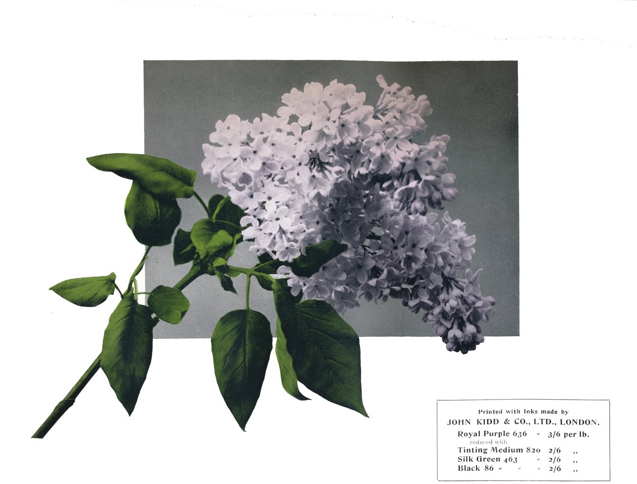 Sem título - Amostra de John Kidd & Co. Ltd., 1910 de Unbekannt