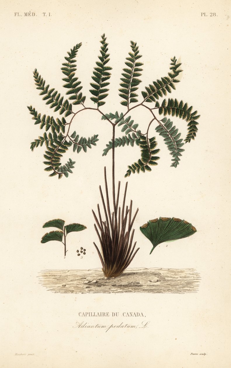 Samambaia do Norte ou samambaia de cinco dedos, Adiantum pedatum, Capillaire du Canada de Unbekannt
