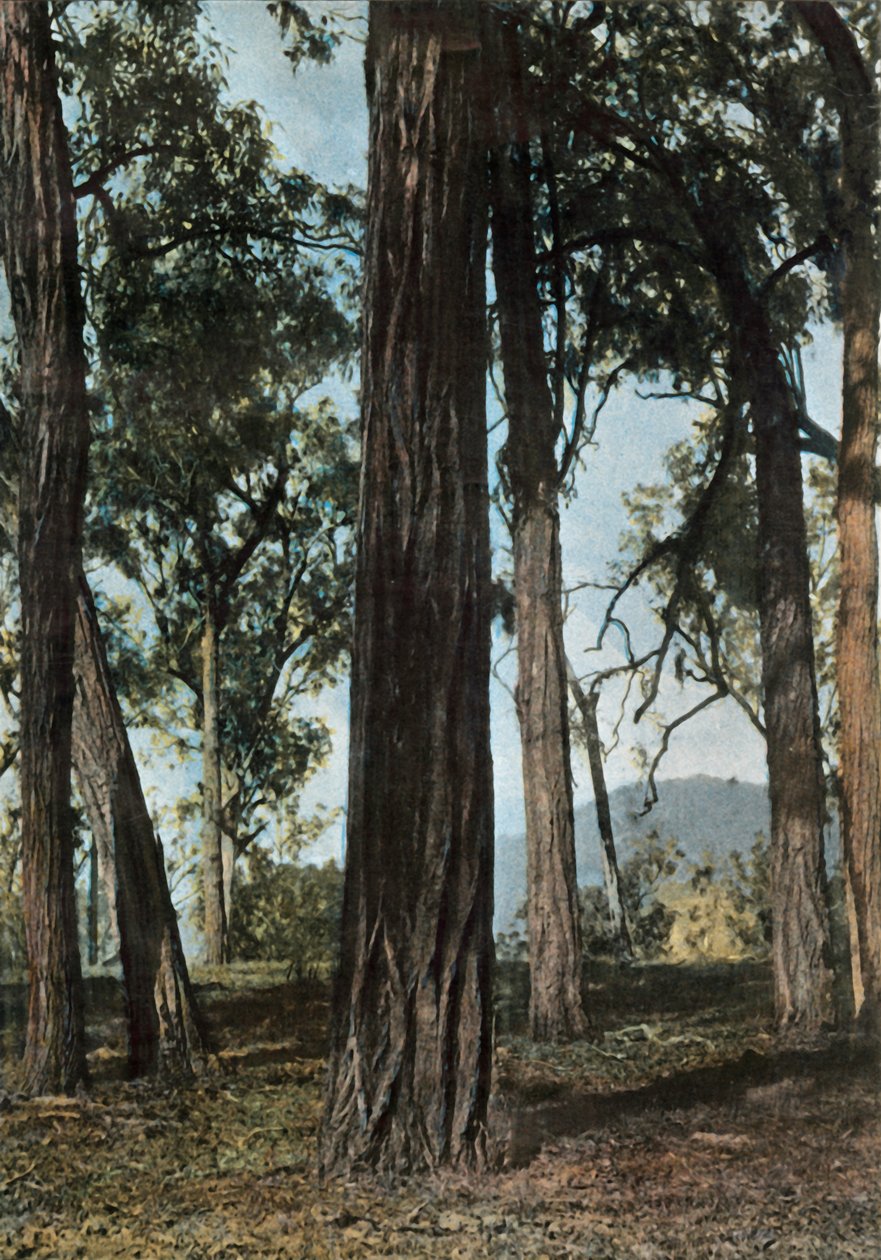 Nova Guiné. Le Bois De Fer, Papua-Nova Guiné - Árvores Ironwood, 1900. de Unbekannt