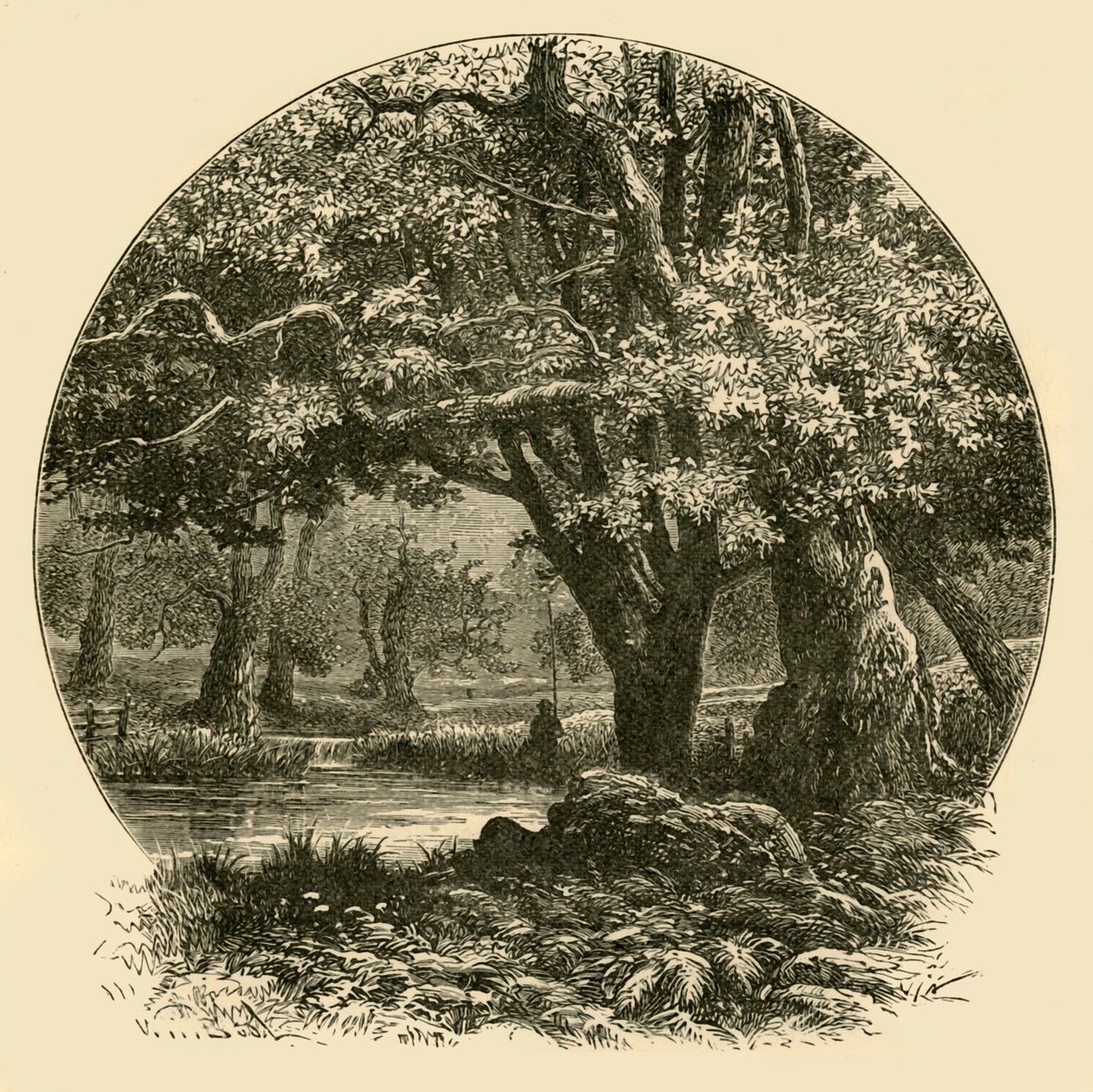 Oaks em Bradgate, 1898. de Unbekannt