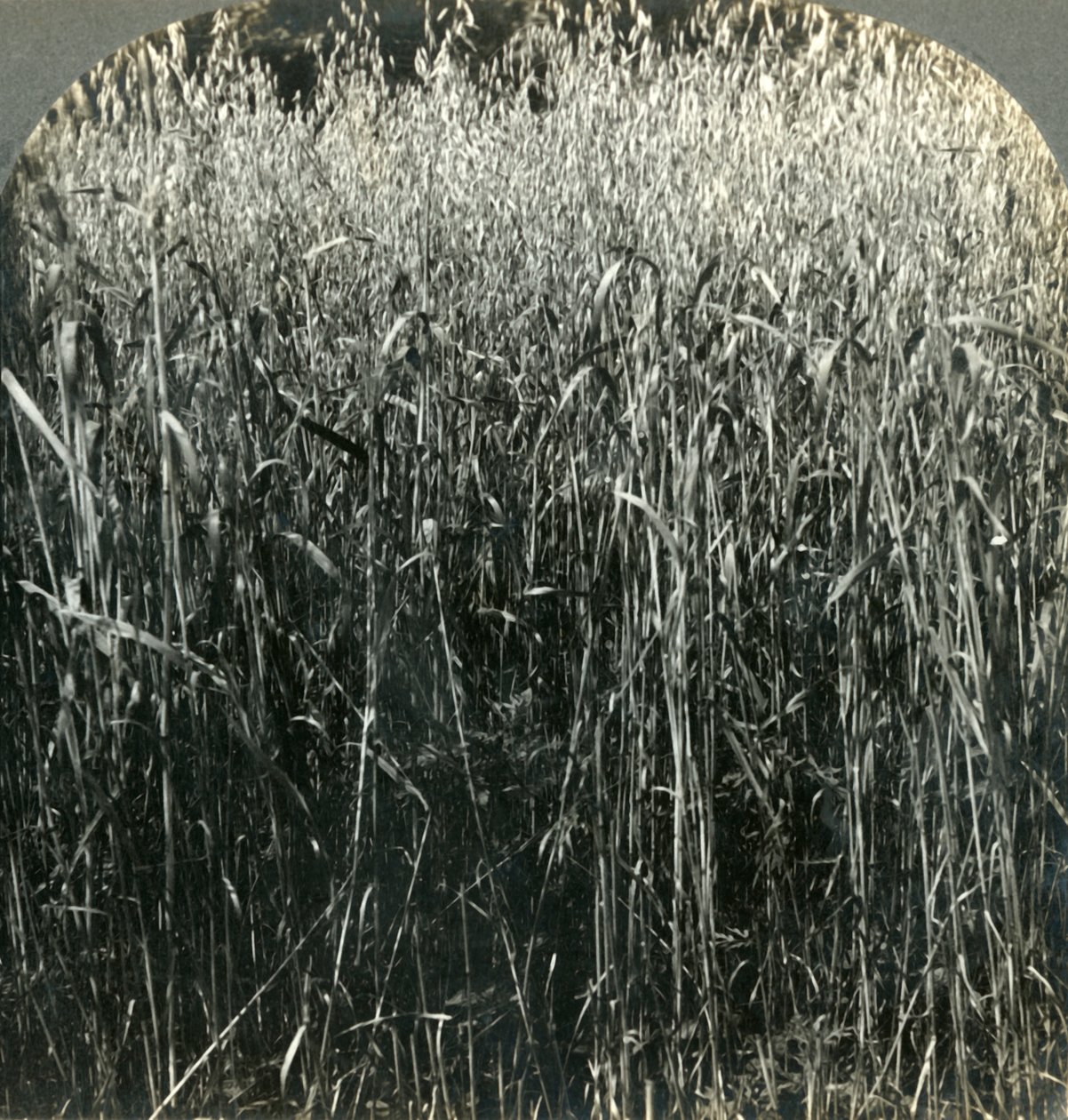 Oats Growing, Pensilvânia, EUA, 1903. de Unbekannt