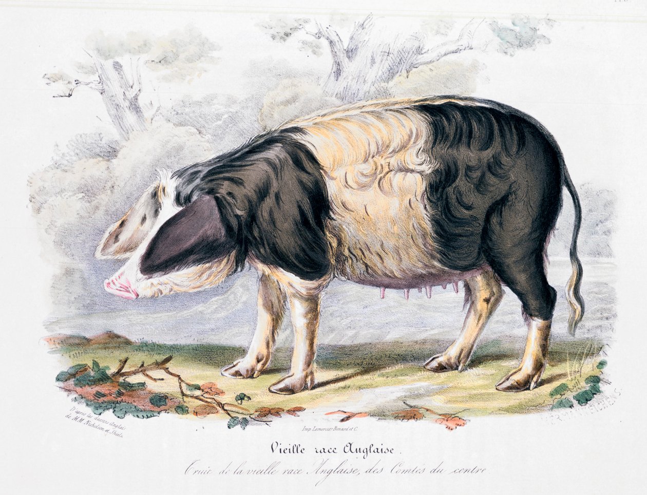 Raça inglesa antiga de porco, 1842 de Unbekannt