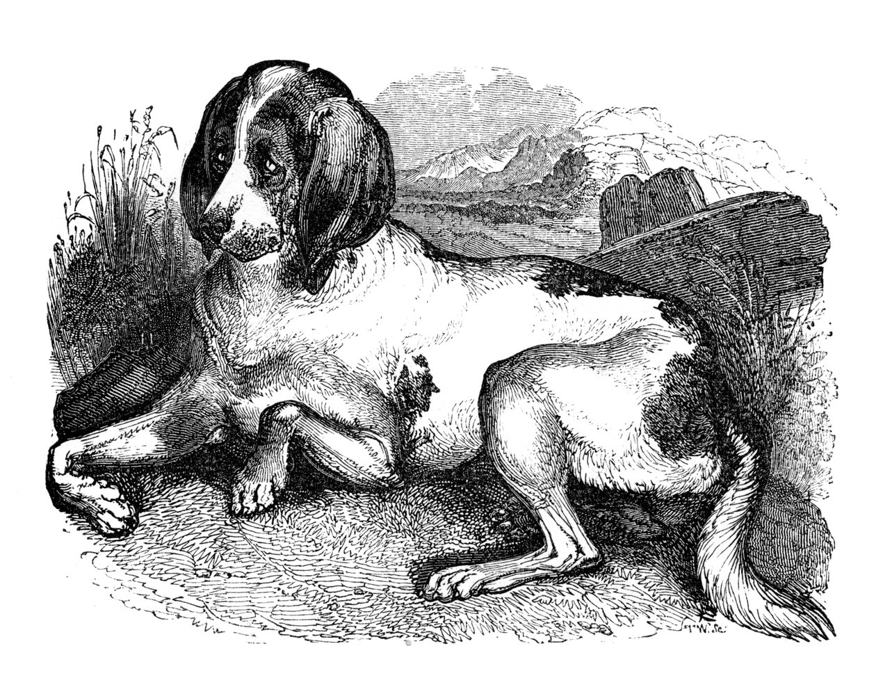 Cão inglês antigo, 1848 de Unbekannt