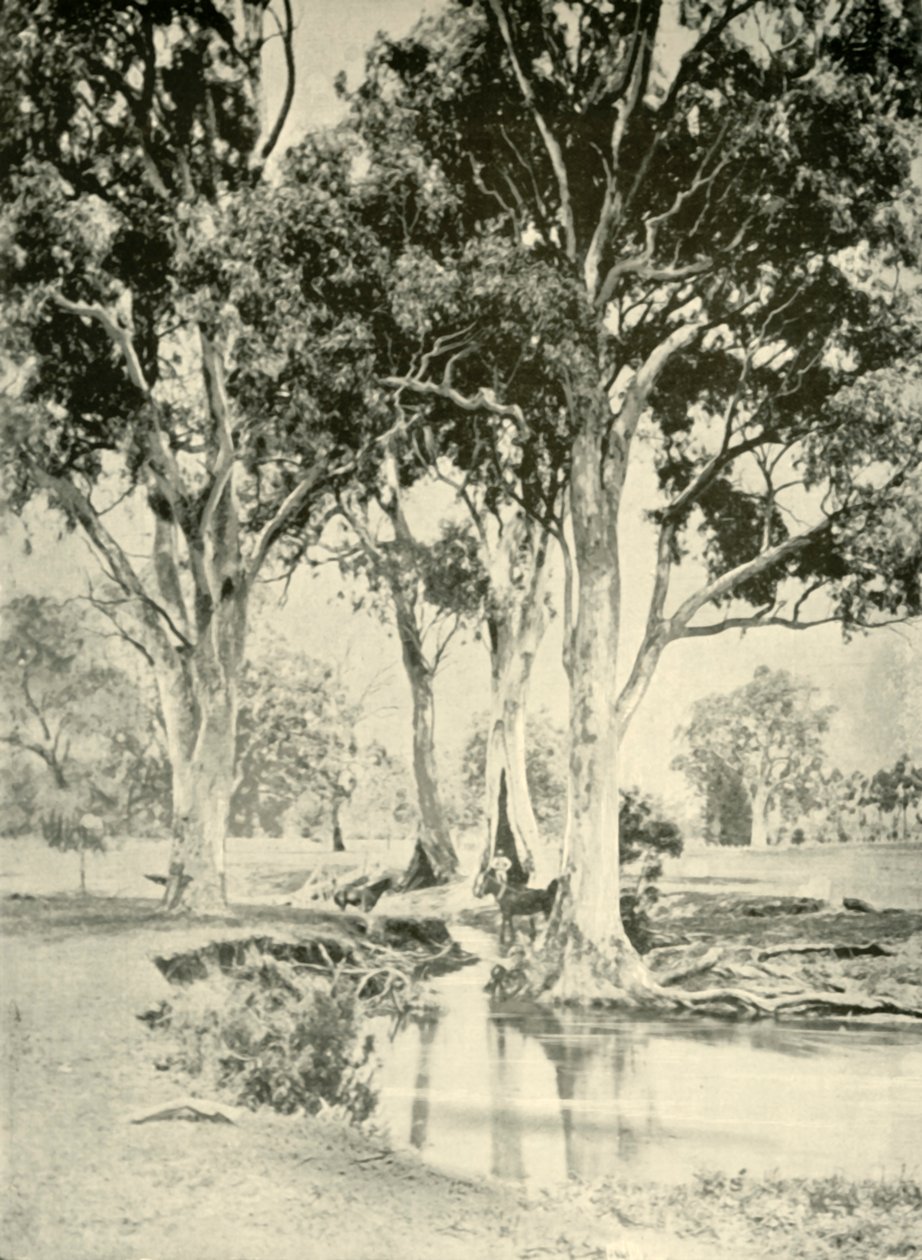 Gomas velhas, MT. Crawford, Austrália Meridional, 1901. de Unbekannt